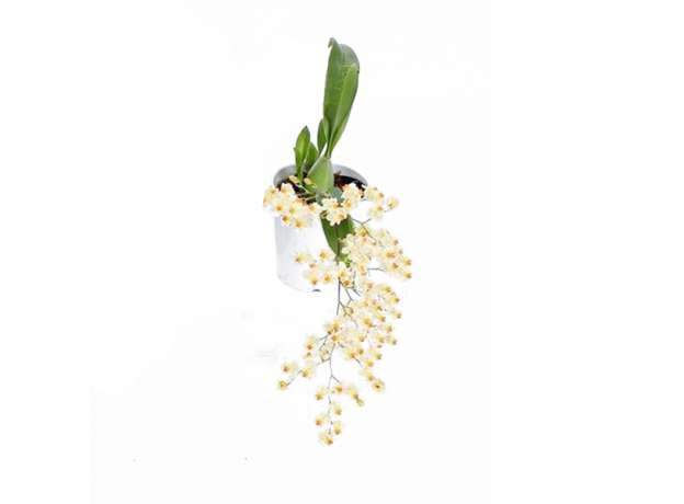 Орхидея (Oncidium Twinkle White)