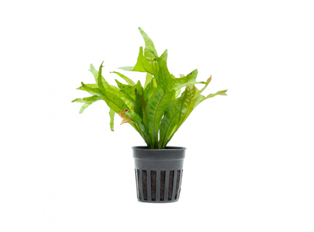Папоротник тайландский Винедлов золотой (Microsorum pteropus gold sparkle) (горшок)