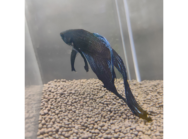 Петушок вуалевый черный (самец) (Betta splendens)