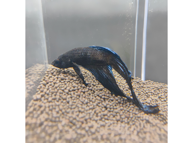 Петушок вуалевый черный (самец) (Betta splendens)