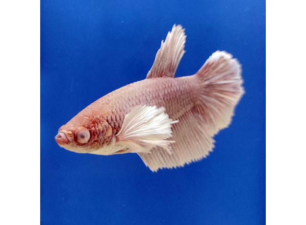 Петушок самка супердельта Дамбо (Betta Splendens)