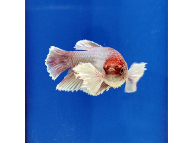 Петушок самка супердельта Дамбо (Betta Splendens)
