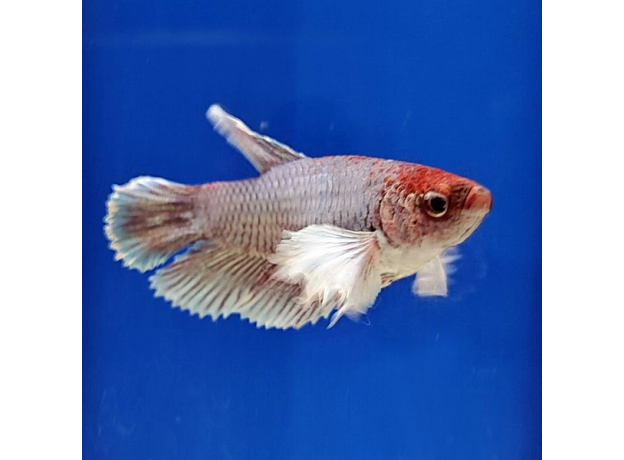 Петушок самка супердельта Дамбо (Betta Splendens)