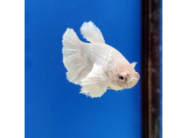 Петушок самка супердельта Дамбо (Betta Splendens)