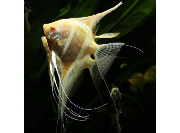 Скалярия Дантум альбино S (Pterophyllum sp. Dantum Albino)