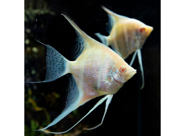 Скалярия Дантум альбино S (Pterophyllum sp. Dantum Albino)