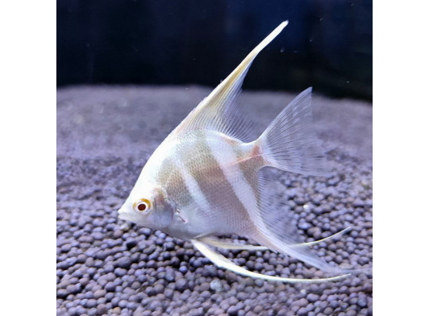 Скалярия Дантум альбино S (Pterophyllum sp. Dantum Albino)