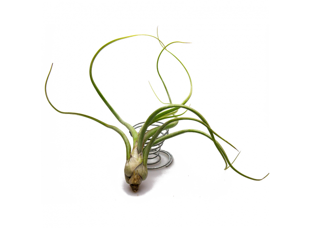 Тилландсия (Tillandsia Baileyi)