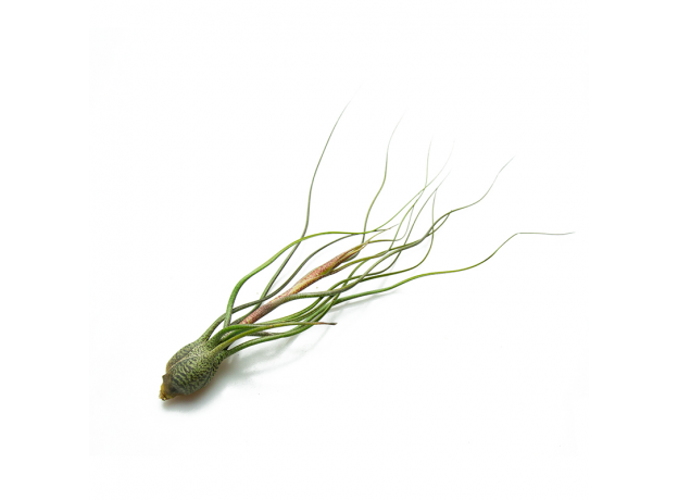 Тилландсия (Tillandsia Butzii)