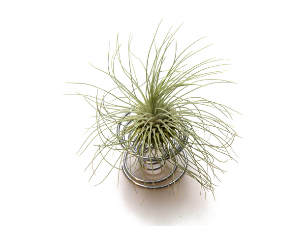 Тилландсия (Tillandsia Fuchsii Argentea)