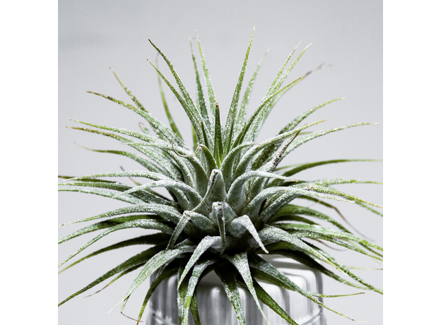 Тилландсия (Tillandsia lonantha Silver)