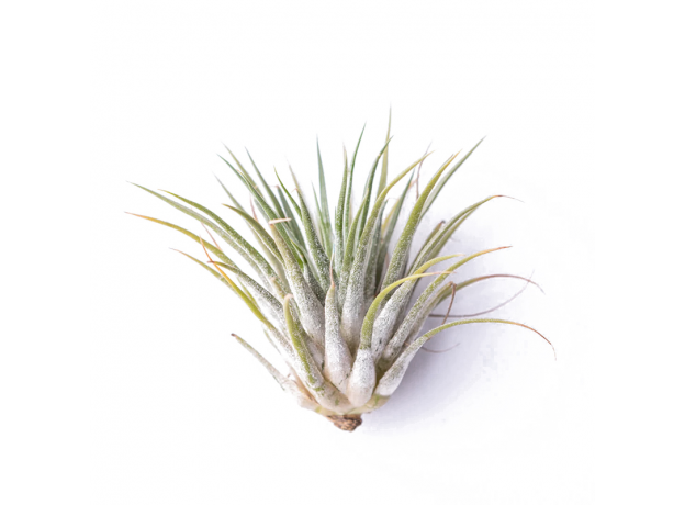 Тилландсия (Tillandsia lonantha Silver)