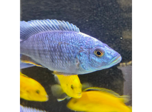 Хаплохромис васильковый XL (Sciaenochromis ahli)