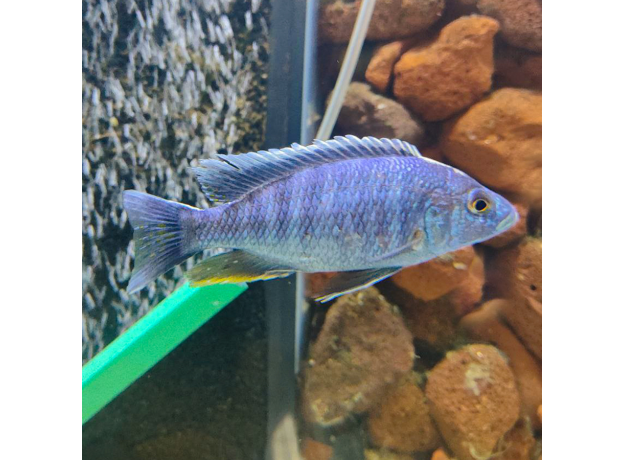 Хаплохромис васильковый XL (Sciaenochromis ahli)