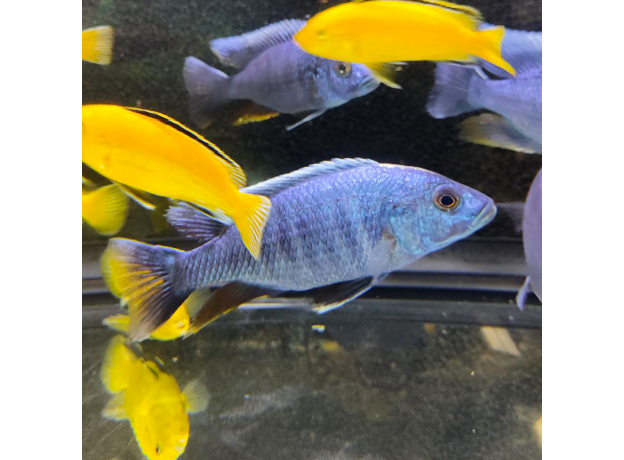 Хаплохромис васильковый XL (Sciaenochromis ahli)