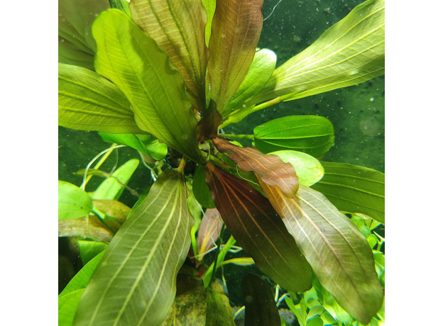 Эхинодорус Большой Медведь L (в горшке) (Echinodorus Big Bear)