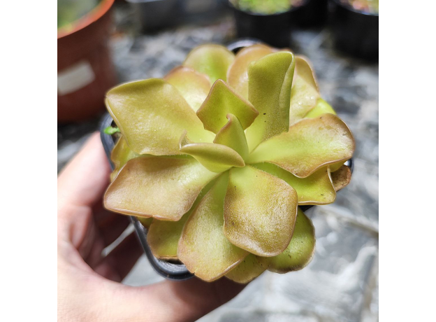 Жирянка (Pinguicula Weser)