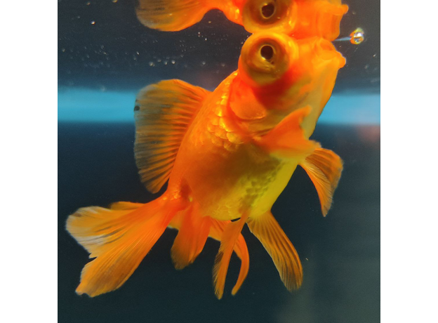Золотая рыбка Телескоп бабочка красный L (Carassius auratus)