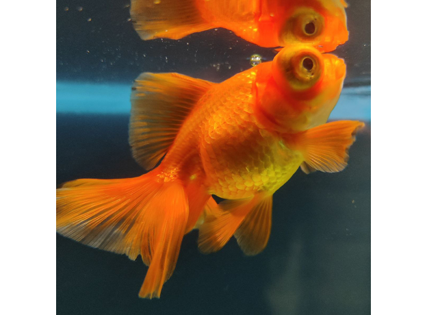 Золотая рыбка Телескоп бабочка красный L (Carassius auratus)