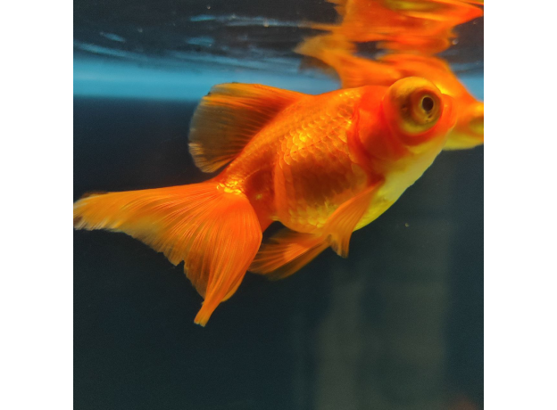 Золотая рыбка Телескоп бабочка красный L (Carassius auratus)