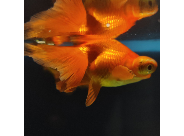 Золотая рыбка Телескоп бабочка красный L (Carassius auratus)