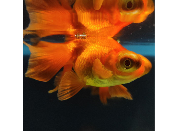 Золотая рыбка Телескоп бабочка красный L (Carassius auratus)