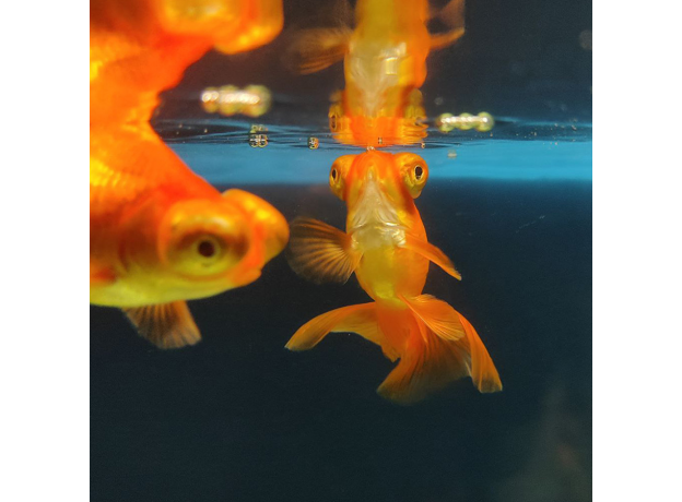 Золотая рыбка Телескоп бабочка красный L (Carassius auratus)
