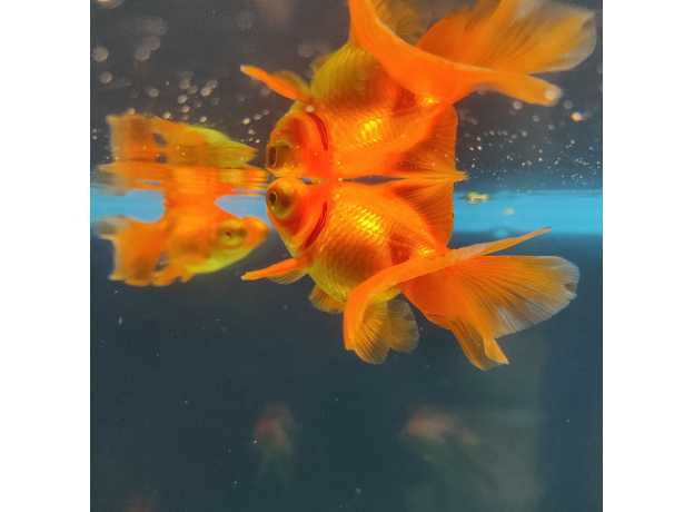 Золотая рыбка Телескоп бабочка красный L (Carassius auratus)