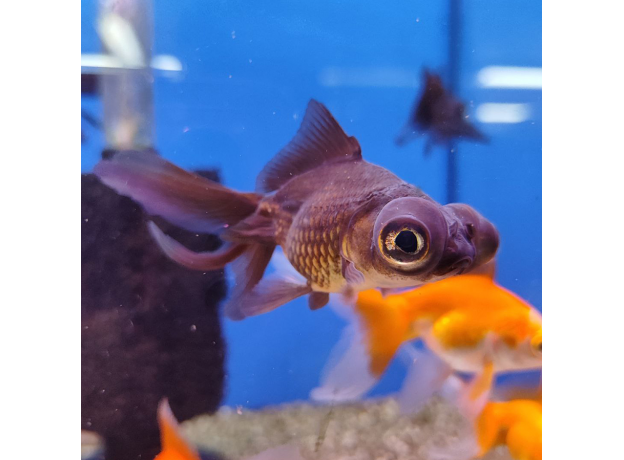 Золотая рыбка Телескоп черный ML (Carassius auratus var.)