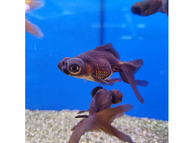 Золотая рыбка Телескоп черный ML (Carassius auratus var.)