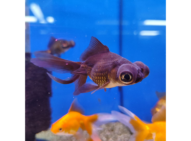 Золотая рыбка Телескоп черный ML (Carassius auratus var.)