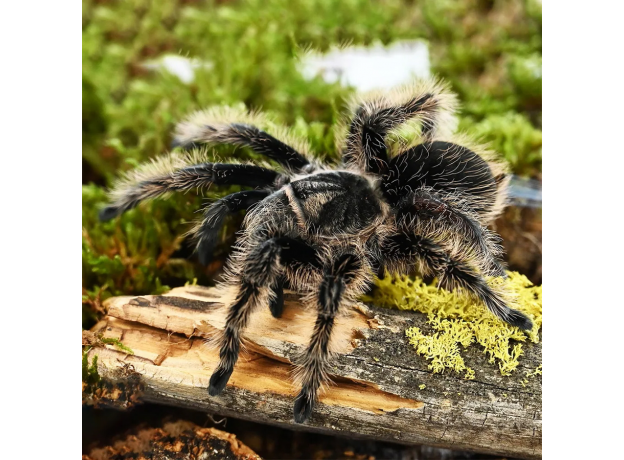Курчавоволосый паук (Tliltocatl (Br.) albopilosum) S (Германия) L7-9