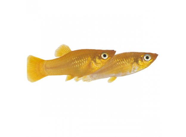 Меченосец золотой (Xiphophorus helleri)