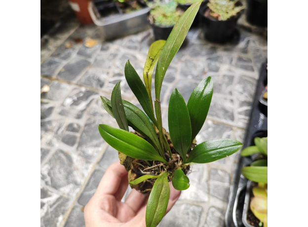 Орхидея (Pleurothallis Tubata Alba)