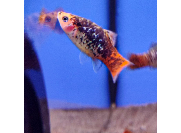 Пецилия яблочная ситцевая (Xiphophorus maculatus)