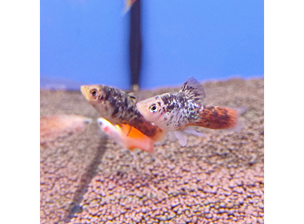 Пецилия яблочная ситцевая (Xiphophorus maculatus)