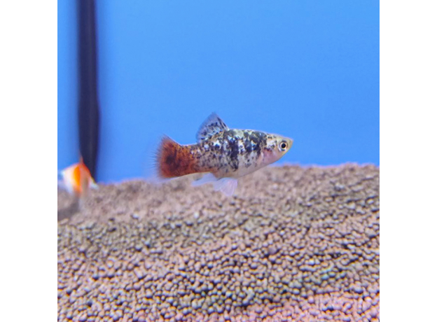 Пецилия яблочная ситцевая (Xiphophorus maculatus)