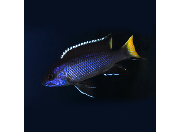 Псевдотрофеус Ацей Итунги XL (Pseudotropheus spec. acei "Itungi")