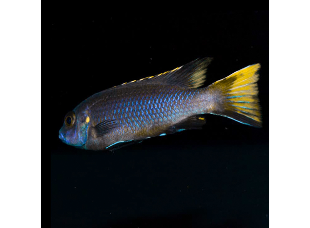 Псевдотрофеус Ацей Итунги XL (Pseudotropheus spec. acei "Itungi")