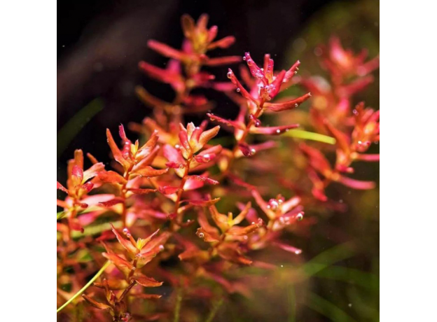 Ротала макрандра мини (меристема) Тайланд (Rotala macrandra mini)
