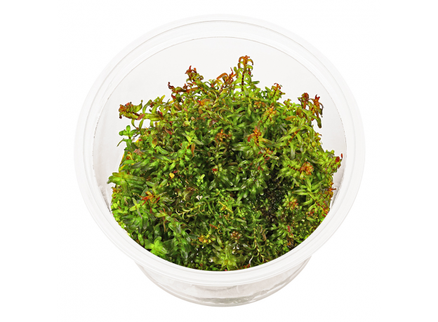 Ротала макрандра мини (меристема) Тайланд (Rotala macrandra mini)