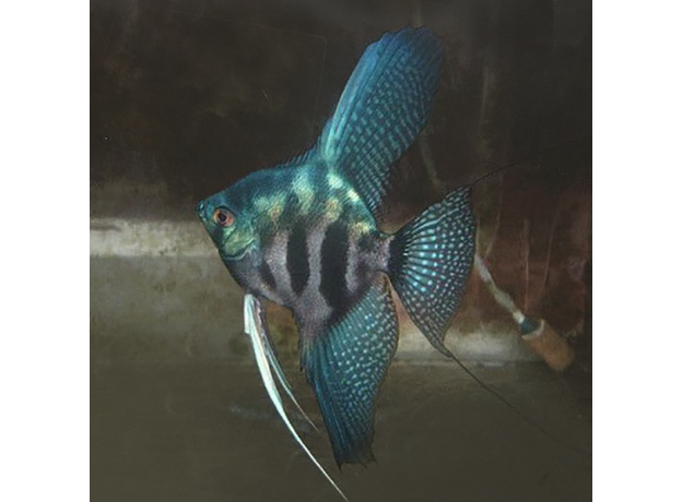 Скалярия Пиной зеленая S (Pterophyllum scalare Pinoy)