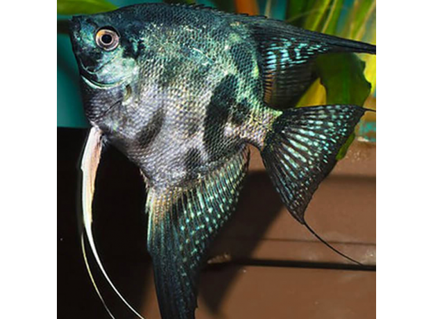 Скалярия Пиной зеленая S (Pterophyllum scalare Pinoy)