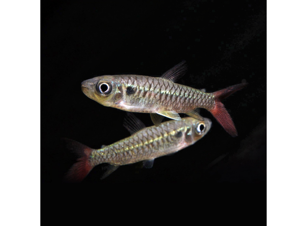 Хальцеус краснохвостый S (Chalceus erythrurus)