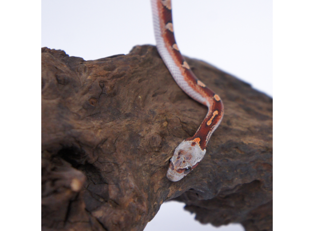 Полоз маисовый Blood Red pied sided