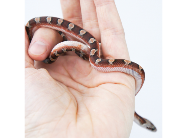 Полоз маисовый Blood Red pied sided