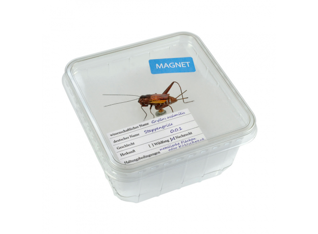 BLUE BUG Магнит керамический "Сверчок", коричневый, 30х40мм (Германия)