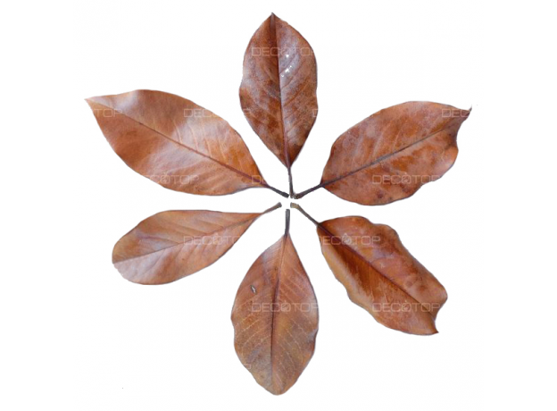 DECOTOP Magnolia XXS - Листья магнолии, 5-10 см, 20 шт