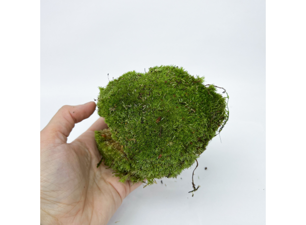 Мох (Leucobryum Glaucum)