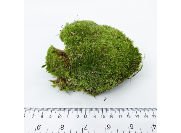 Мох (Leucobryum Glaucum)